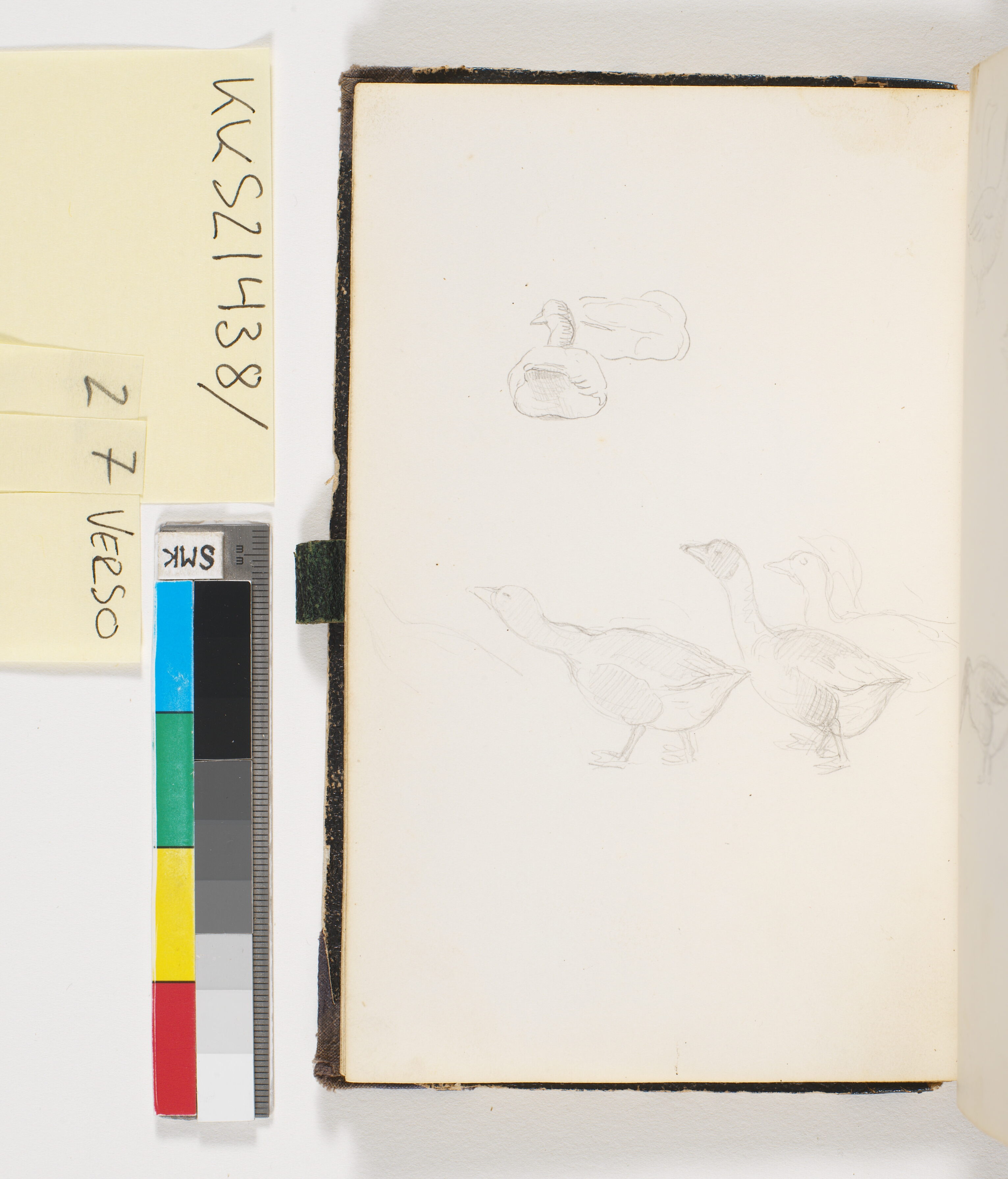 To liggende og tre gående ænder